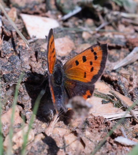 Borboleta