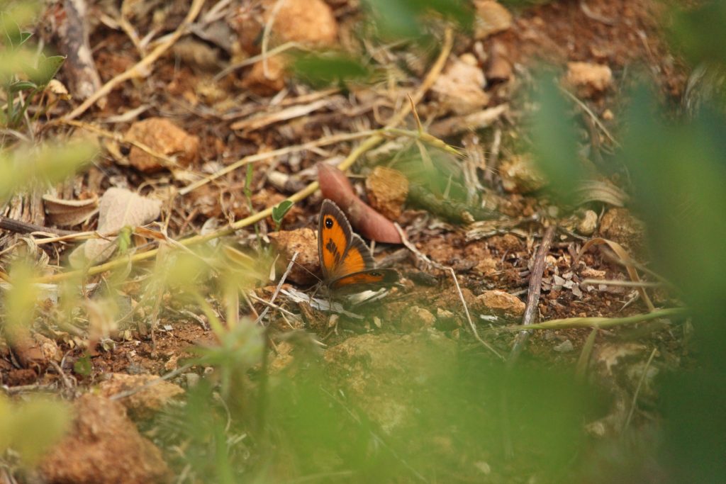 Imagem de destaque do evento Tour Semanal das Borboletas