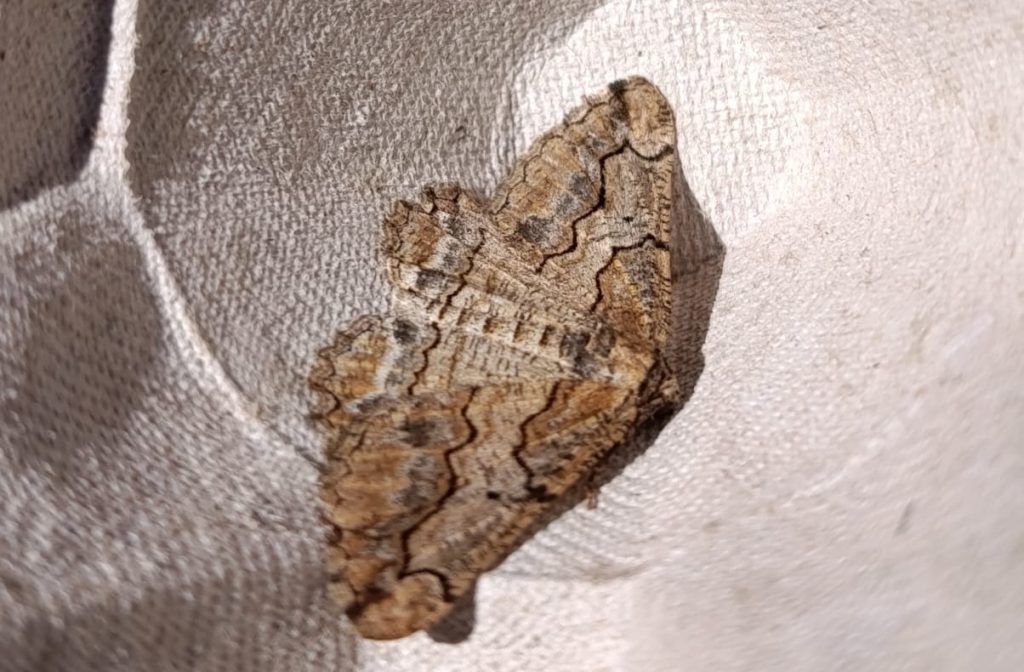 Imagem de destaque do evento Observação de Borboletas Noturnas