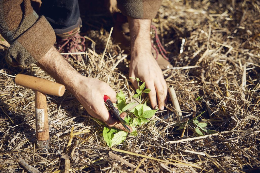 Imagem de destaque do evento Mercado Mãe Terra – Ecologia, Proteção e Promoção do Património Rural
